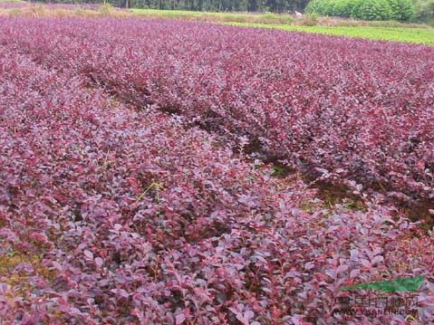红花继木,*新红花继木报价,红花继木球,红花继木苗,绿篱基地