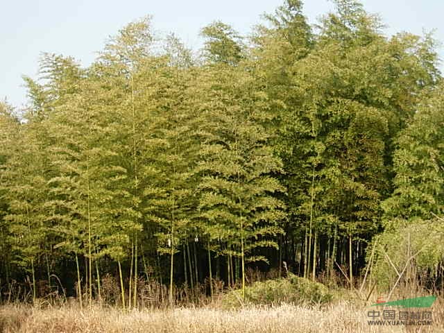 刚竹,*新刚竹报价,刚竹苗,刚竹基地,刚竹产地,竹子基地