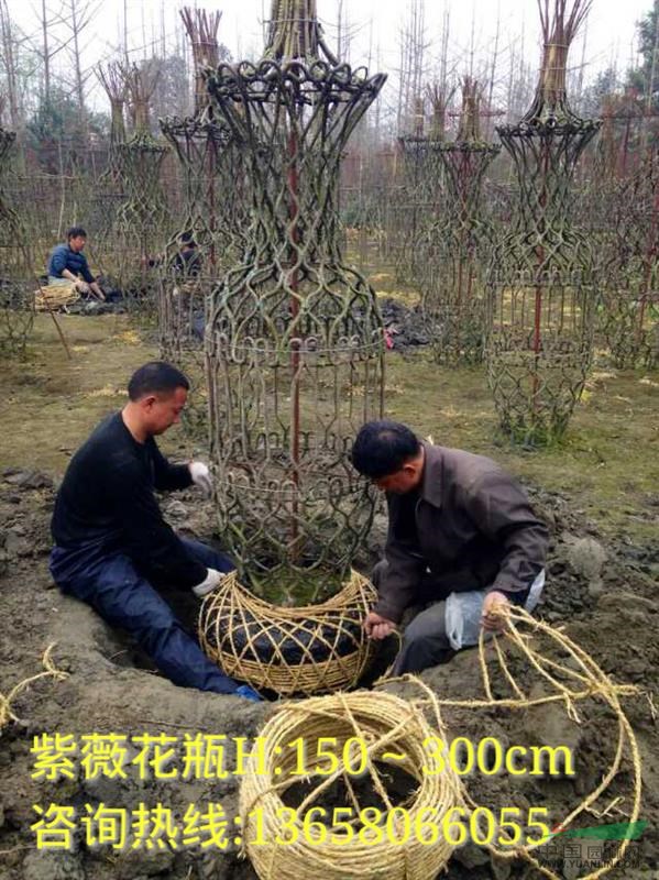 紫薇花瓶 紫薇造型图片