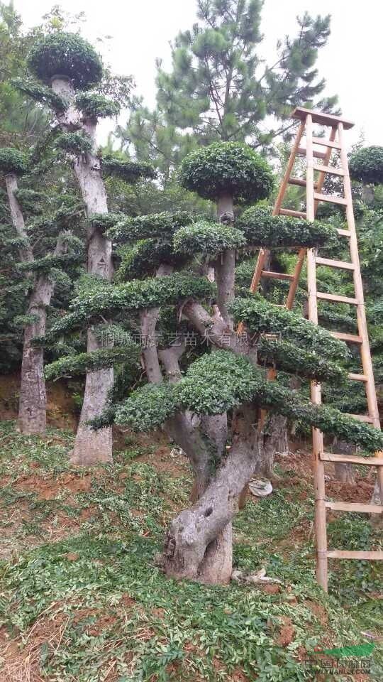 安徽35造型榆树新报价/35造型榆树图片