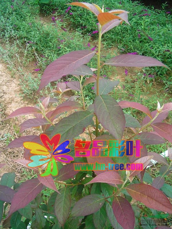河南多花蓝果树(秋彩)