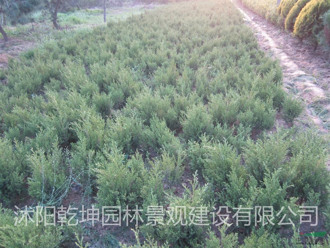 迎夏,十大功劳