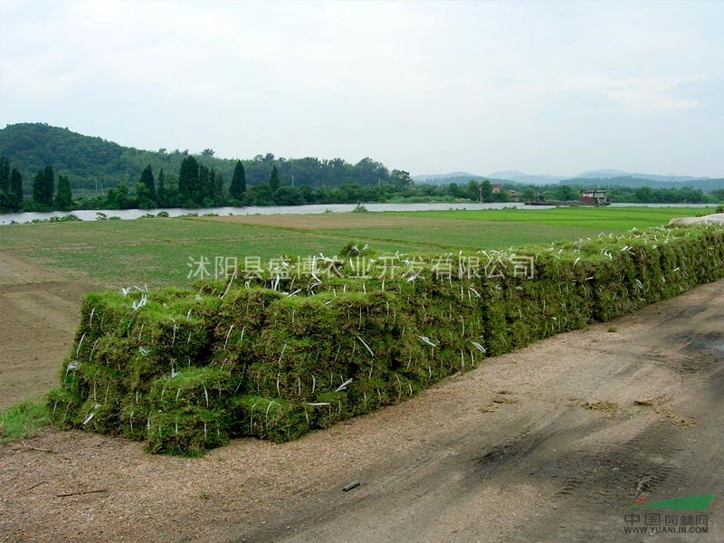 辛集马尼拉草坪价格