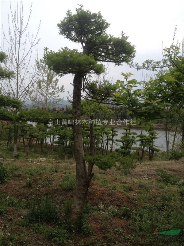 湖北京山对节白蜡5 - 苗木供应信息 - 京山黄啸林木