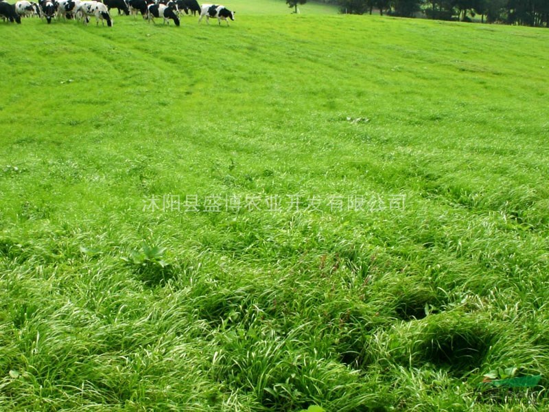 二道黑麦草草坪价格