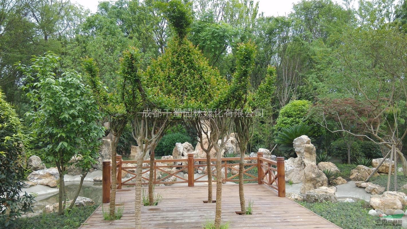 供应紫薇亭子 古典凉亭 植物六角亭图片