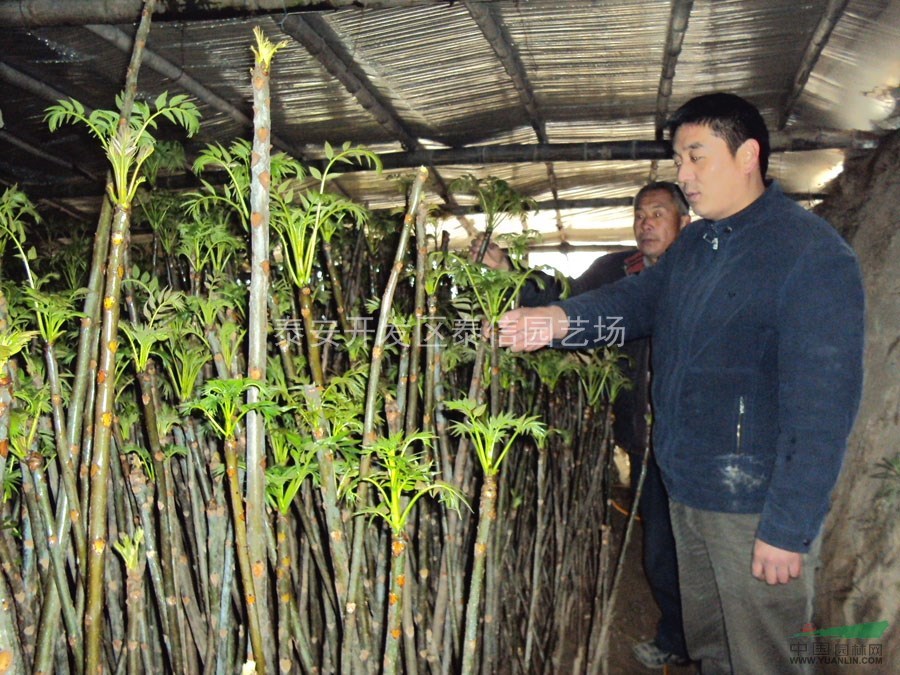 大棚红油香椿苗_优质香椿苗