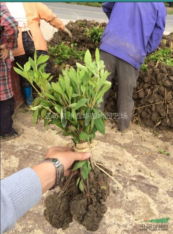 【江苏毛杜鹃苗圃基地直销批发供应】常州毛鹃工程色块苗价格