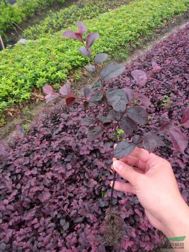 红继木