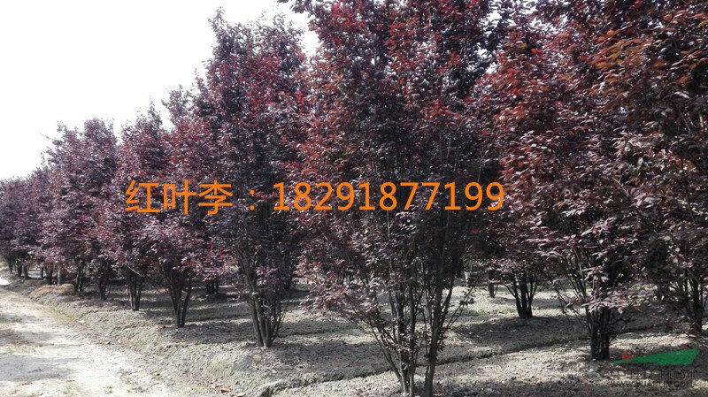 红叶李,紫叶李,丛生红叶李,低分枝红叶李图片