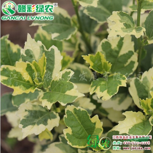 欧洲花叶木槿 江西彩叶树小苗 优质彩叶观花树种· 花