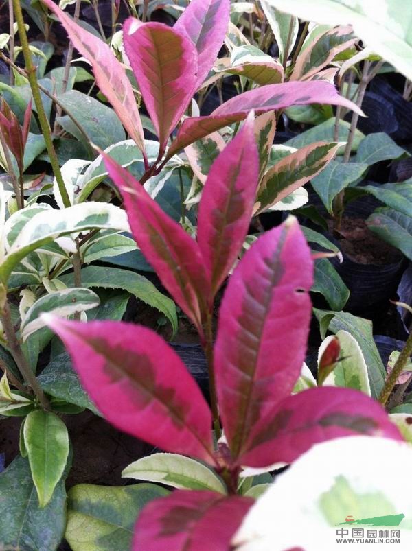 浙江彩叶桂花8图片