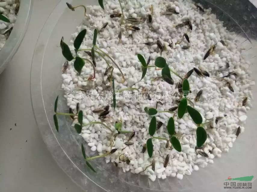 枫香种子发芽实验