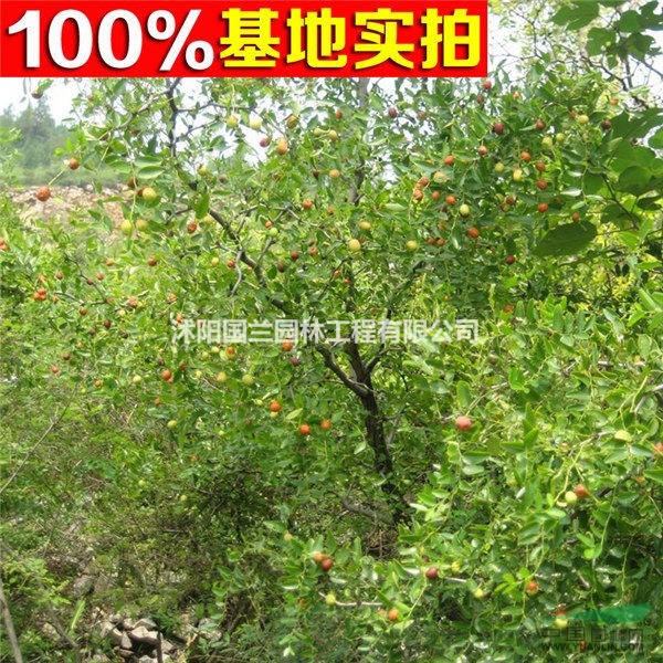 供应酸枣,酸枣小苗,酸枣工程苗
