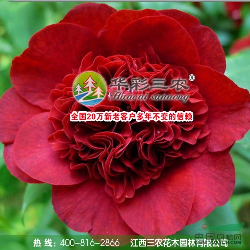 ħ軨 Ĳ軨Ʒ ϻɫ*õĲ軨Ʒ