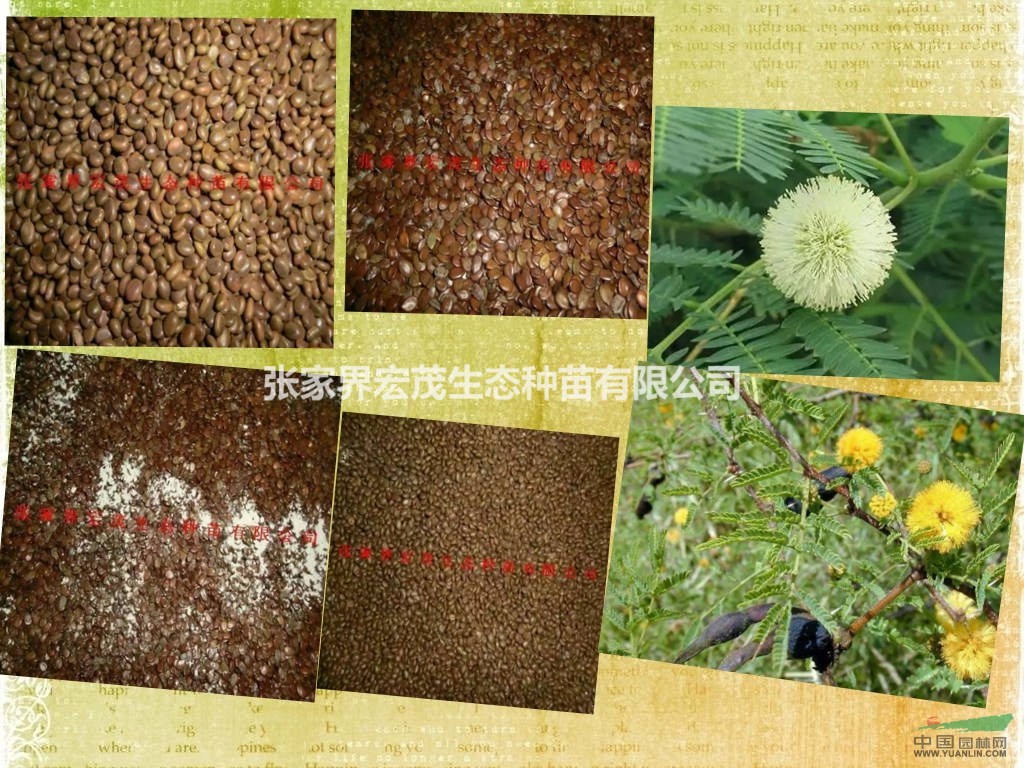 金合欢与银合欢种子