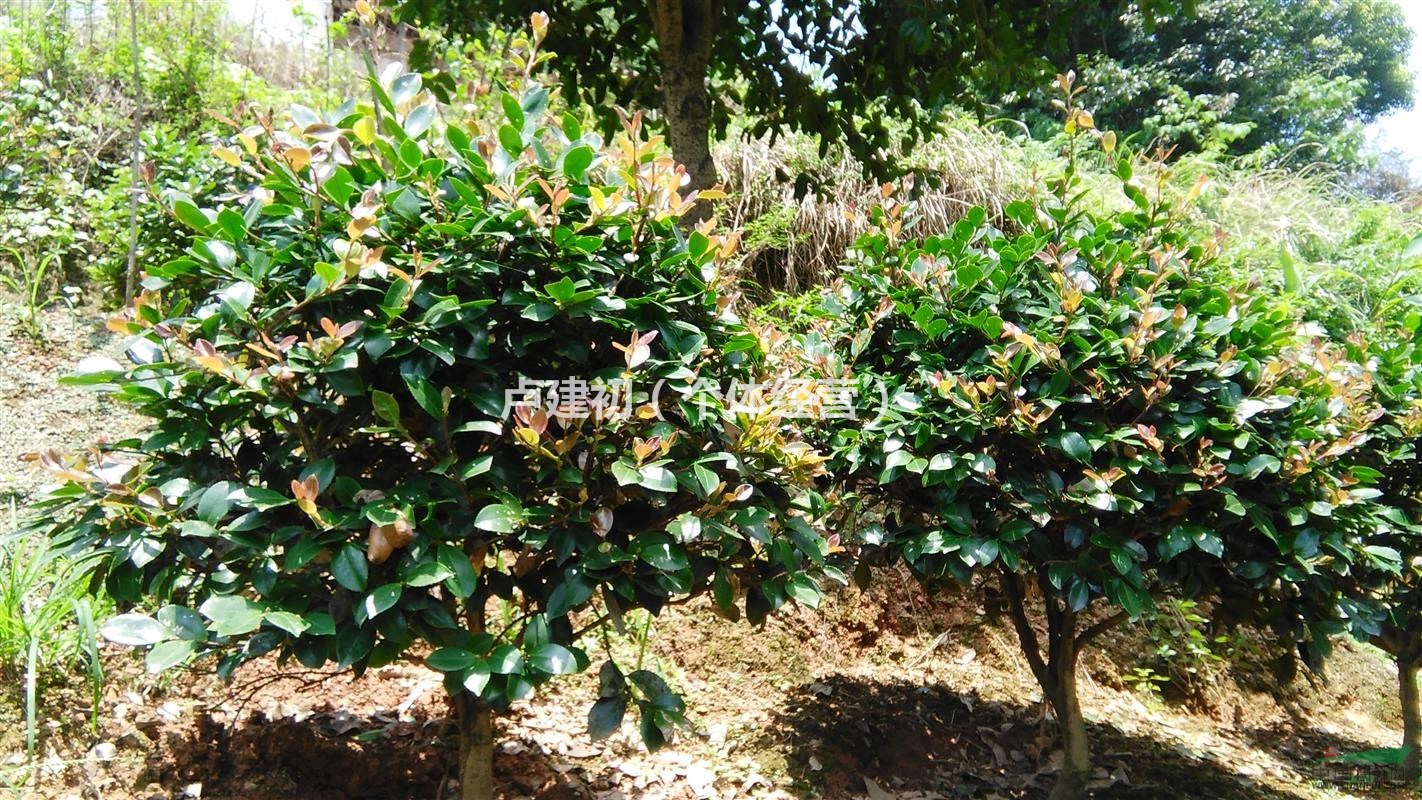 热点:茶梅,茶梅树,茶梅苗,茶梅球,茶梅小苗,茶梅树苗 重点:*优质茶梅树,*便宜茶梅苗,*放心茶梅球 优势:品质好,价格低,服务好 2015年湖南茶梅出售,茶梅树批发,茶梅树苗价格,想要买到*优质茶梅树,*便宜茶梅苗,*放心茶梅球,欢迎具体电话湖南的卢老板,本苗圃常年供应茶梅树苗,品质好价格低,成活率高,一次合作,终生朋友! 茶梅(Camellia sasanqua)系山茶科、山茶属常绿灌木,属山茶科,性喜阴湿因其花型兼具茶花和梅花的特点,故称茶梅。它体态玲珑,叶形雅致,花色艳丽,花期长,是赏花、观叶俱