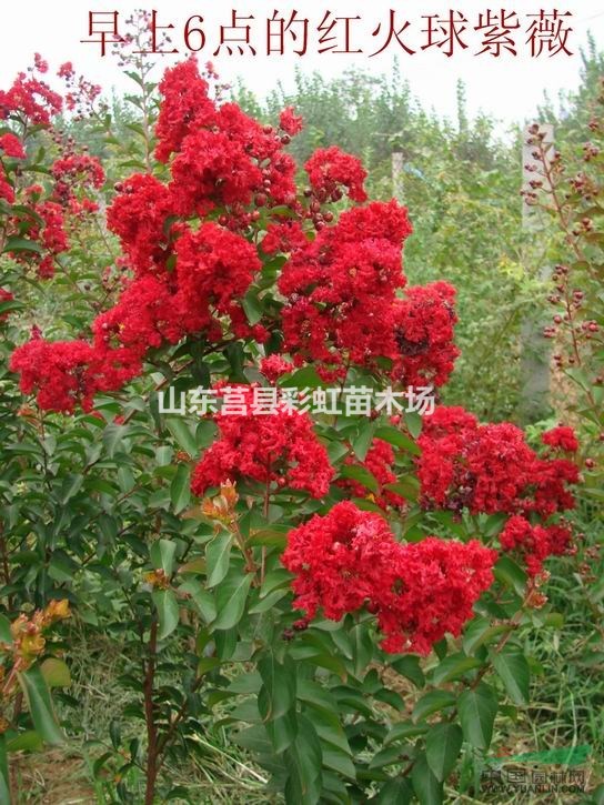 红火球红火箭紫薇