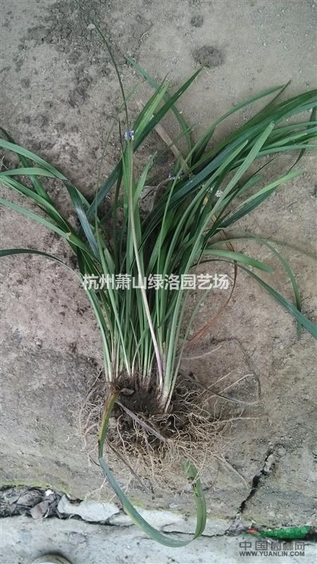 浙江省杭州市萧山区供应兰花三七
