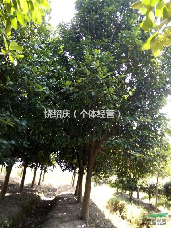 浙江衢州小香泡树