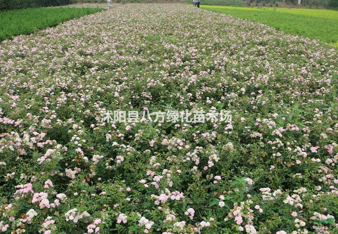 迎夏,十大功劳