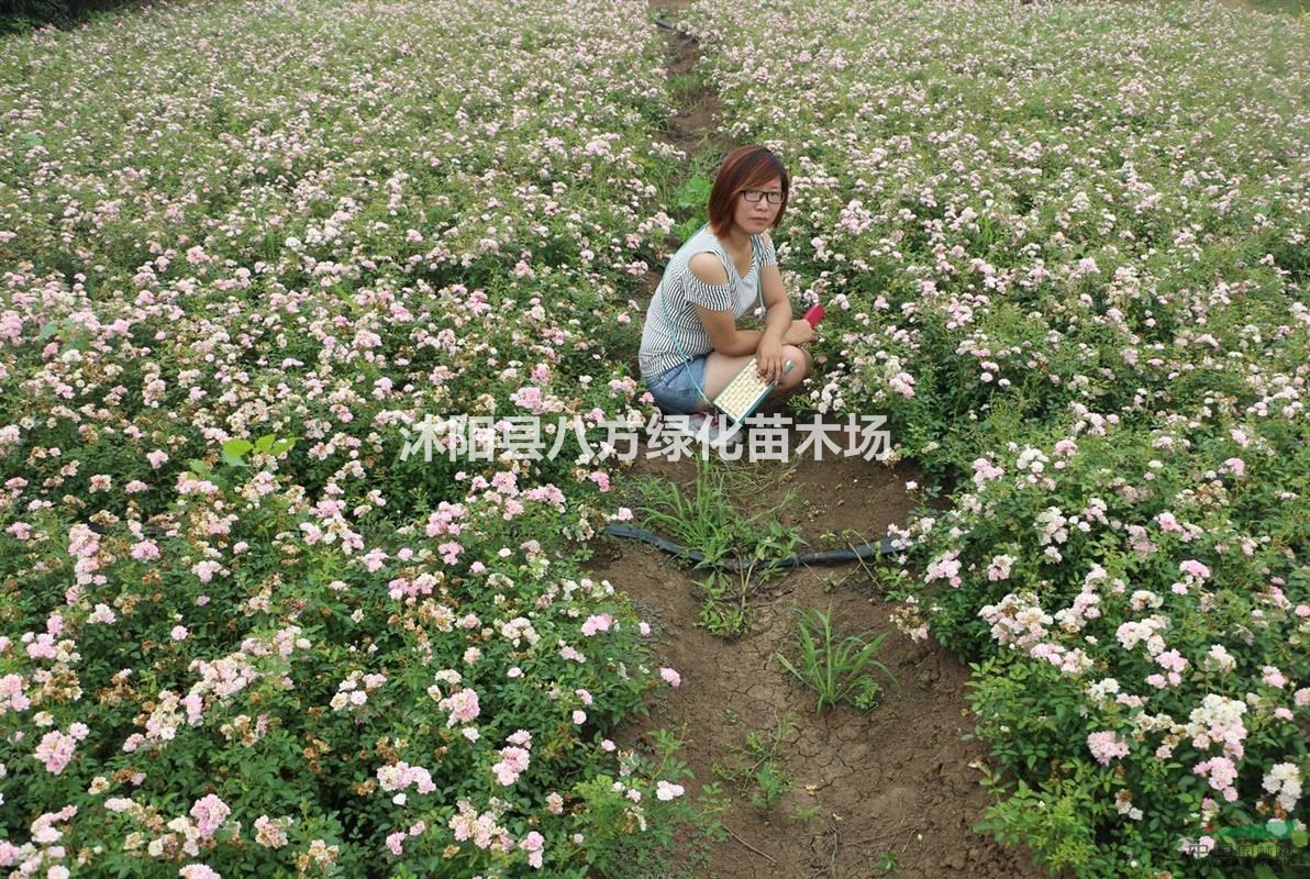 迎夏,十大功劳