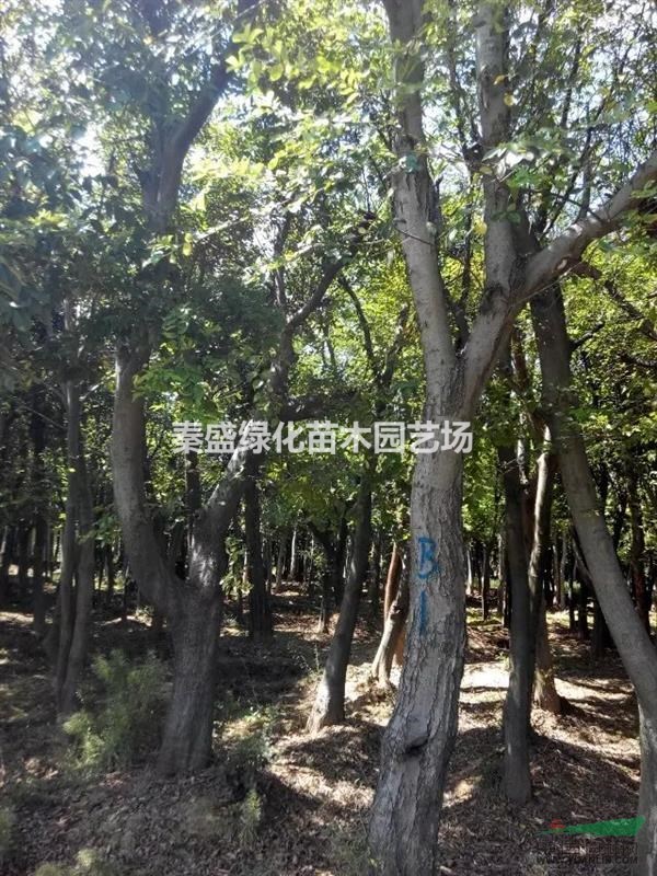 20公分榉树基地_种植厂家_产地报价单_沭阳县景盟园艺