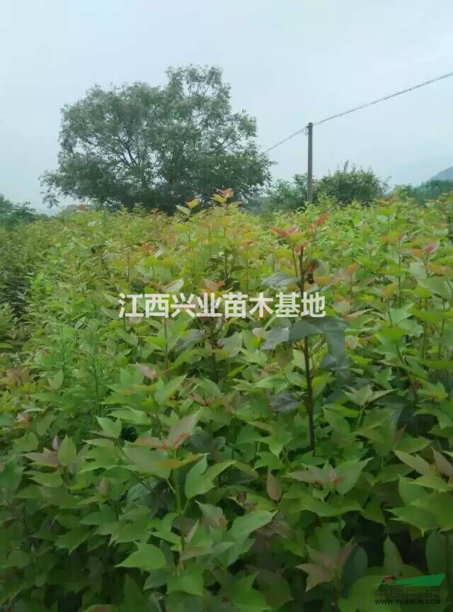 批发半枫荷小苗 - 苗木供应信息 - 江西兴业苗木基地