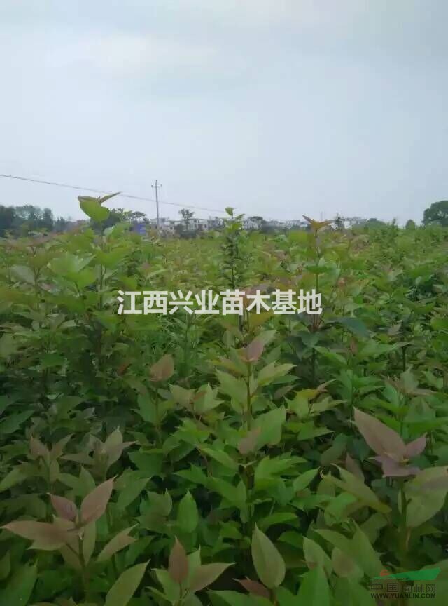 批发半枫荷小苗