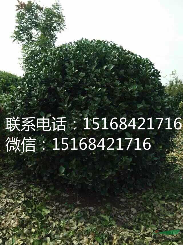 【出售海桐球,大叶黄杨球,金边黄杨球,金叶女贞球,瓜子黄杨球