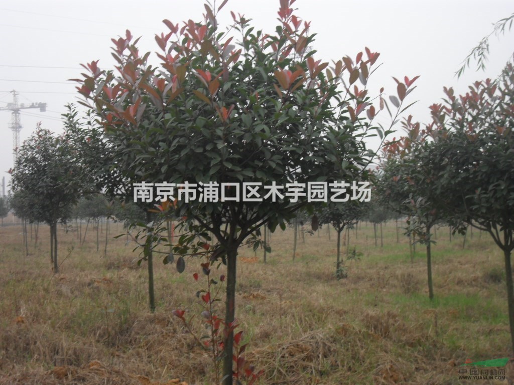 独杆 红叶石楠 报价 江苏 南京