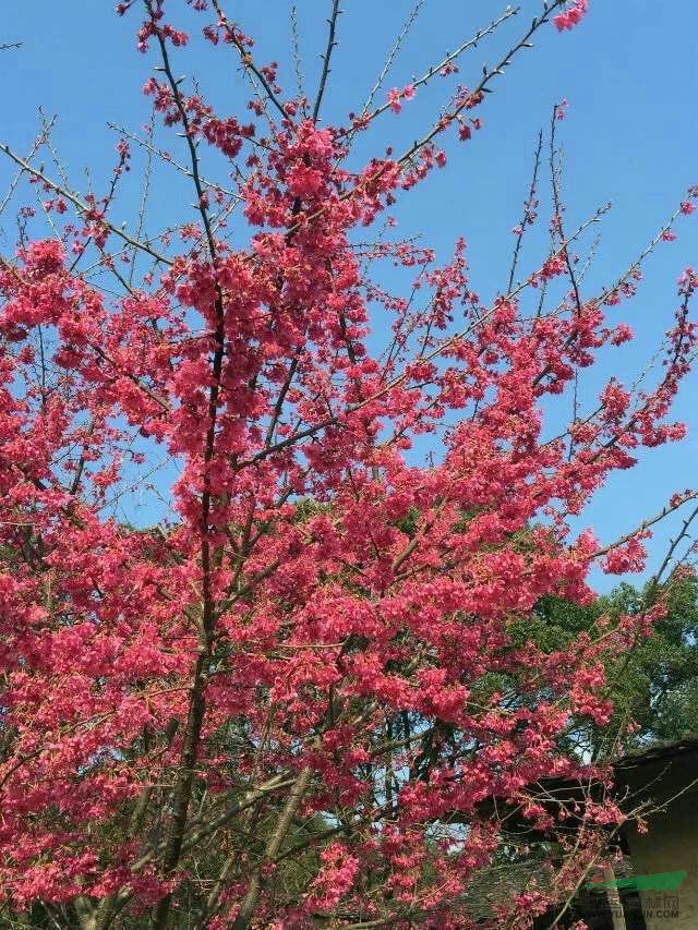 中国红樱花百万发娱乐信息