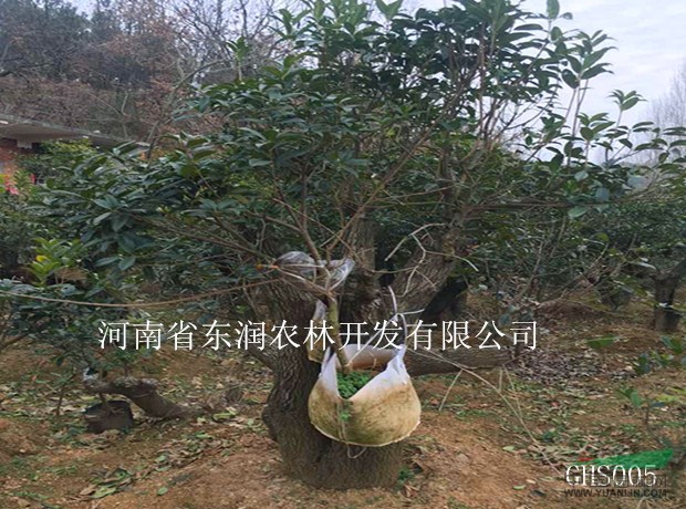 玩桂花盆景