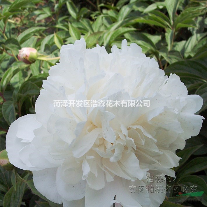 雪山紫玉芍药厂家直销 多年生芍药[雪山紫玉]观赏盆栽