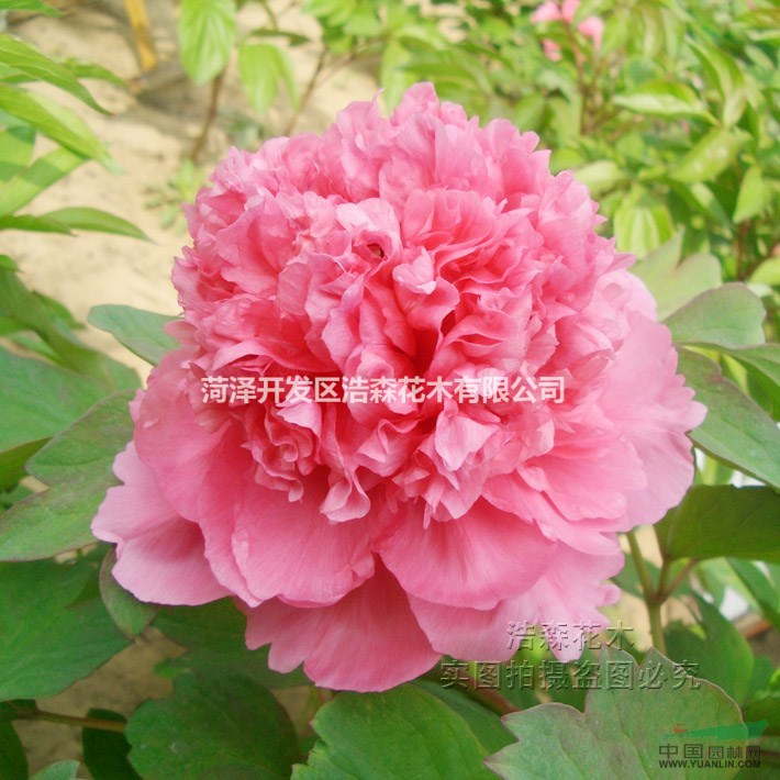 胡红苗花卉绿植精品牡丹苗 牡丹花苗 【大胡红】室内阳台庭院盆