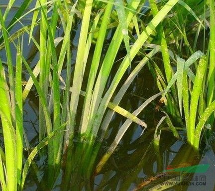 水菖蒲苗香蒲苗根吃绿化种植湿地种植水体修复可做药材