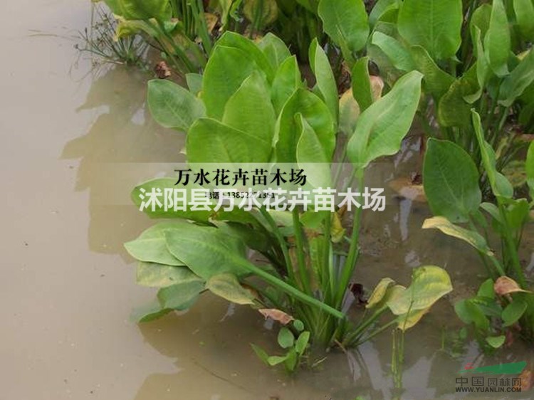 泽泻苗水泻芒芋水生植物湿地种植苗净化水质美化池塘浮岛可盆栽图片