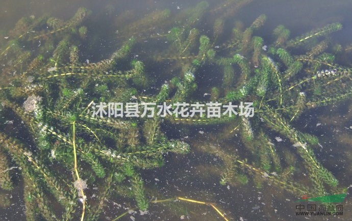 水生花卉植物黑藻苗伊乐藻植物沉水植物净化水质