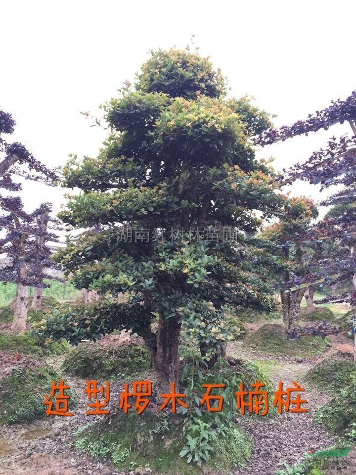 造型椤木石楠桩供应/造型椤木石楠桩图片