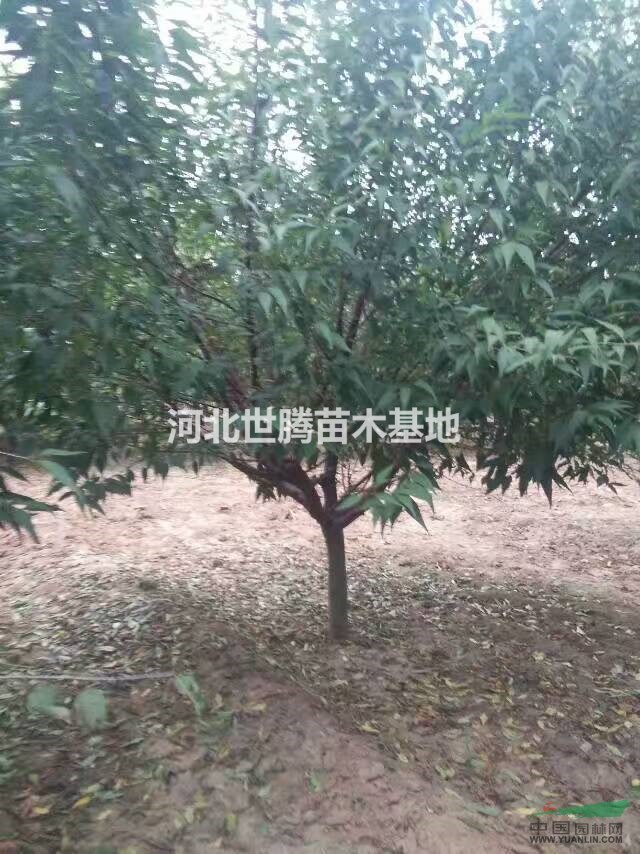 河北3公分山桃树苗价格 优质10公分大山桃基地批发