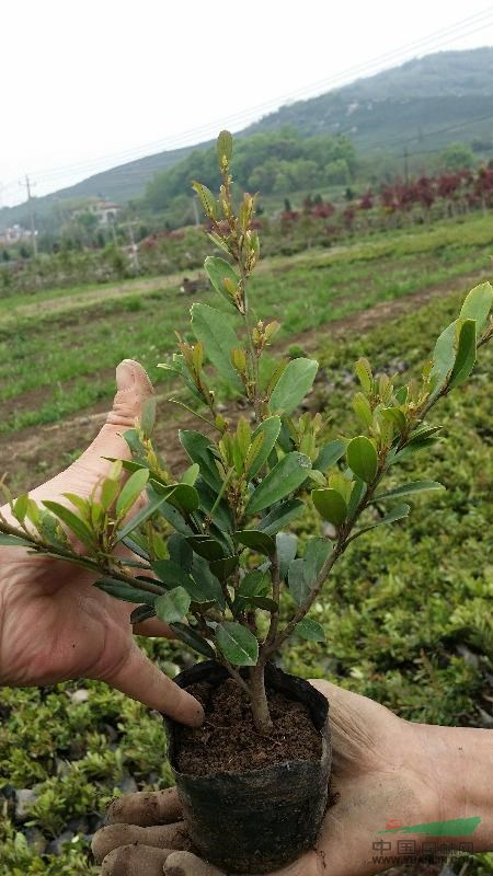 全年供应小叶蚊母小毛球,地栽色块,营养杯苗