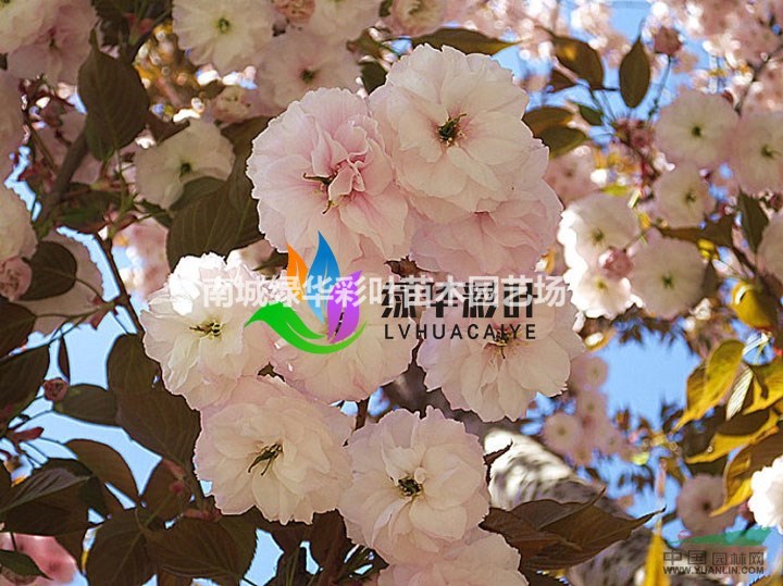 普贤象樱 粉色樱花 重瓣樱花 嫁接樱花小苗 樱花苗圃基地直销