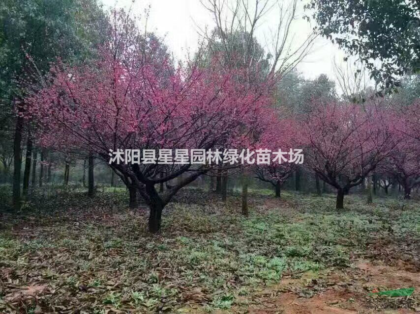 首页 沭阳县星星园林绿化苗木场 产品供应 > 江苏梅花基地星星园林