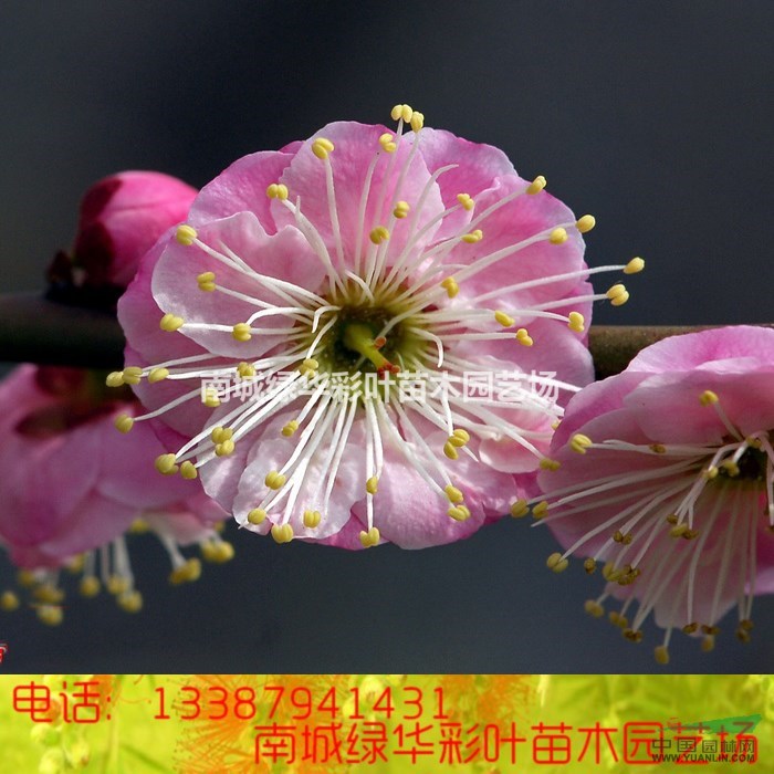 粉皮宫粉梅花苗 梅花树苗 盆栽朱砂红梅花苗 宫价格_供应_图片_南京