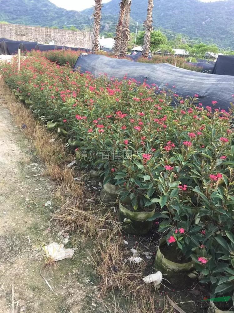 福建琴叶珊瑚球