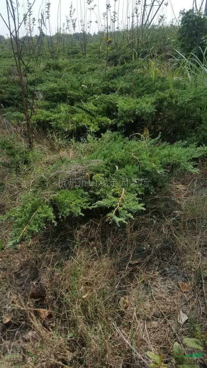 浙江地龙柏信息