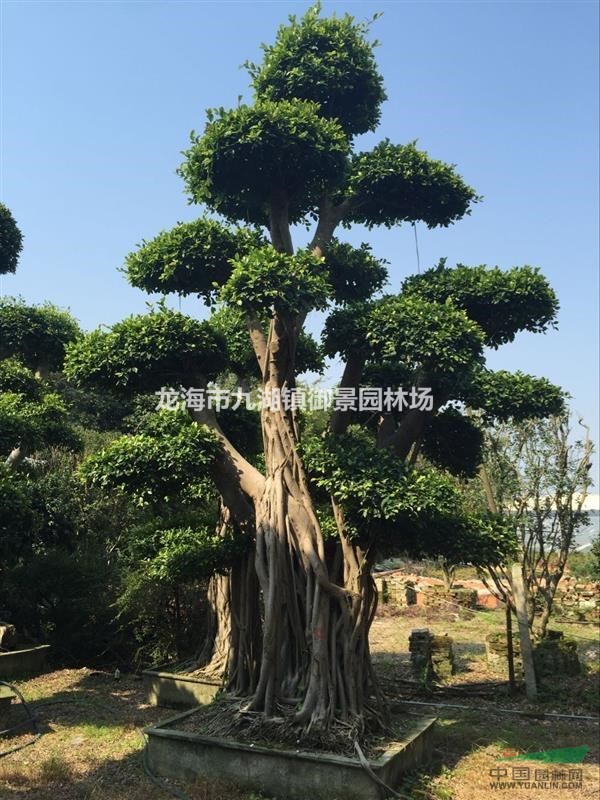 福建造型榕树桩头 漳州提根小叶榕桩头 漳州榕树桩