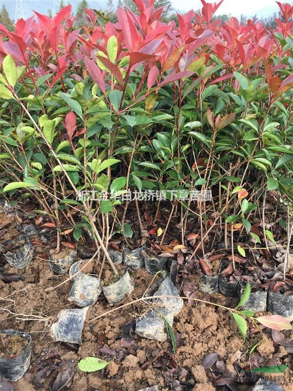 红叶石楠苗红叶石楠小苗红叶石楠小杯苗红叶石楠容器苗石楠杯苗
