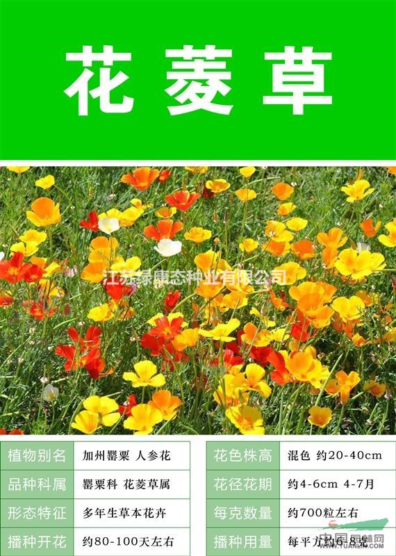 {花菱草}{花菱草种子}{进口花菱草种子}