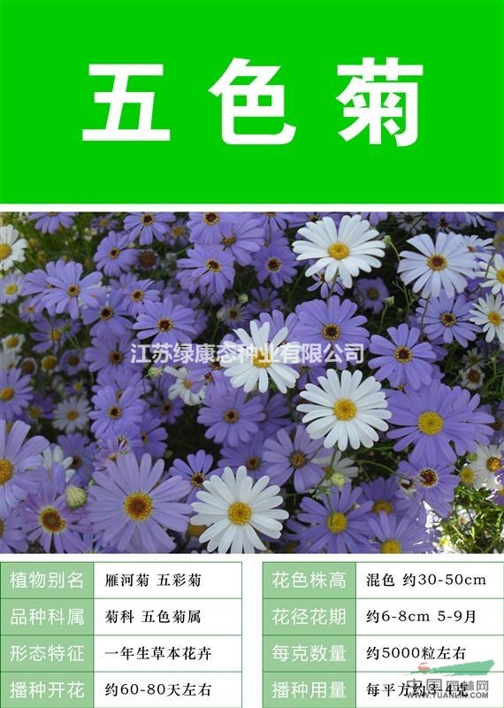 {五色菊{五色菊种子{进口五色菊种子}